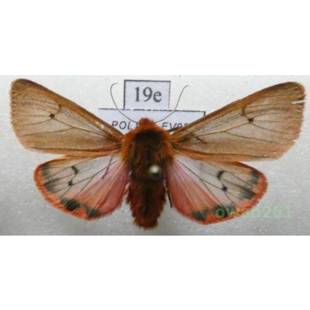 Phragmatobia fuliginosa (Linnaeus, 1758) Poland19e